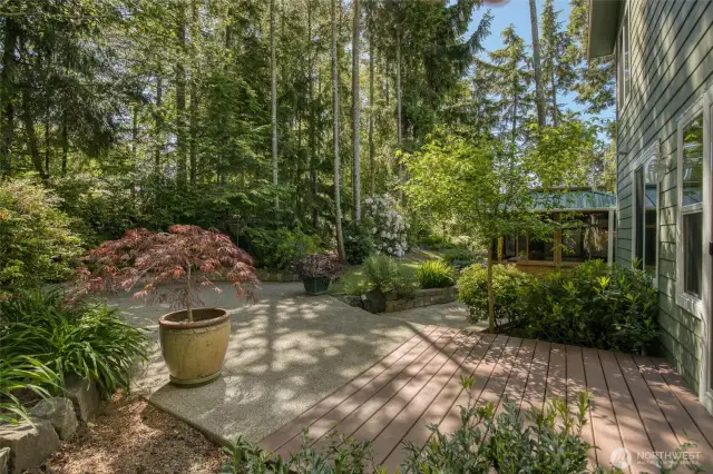 Stunning Japanese maples adorn the patio area.