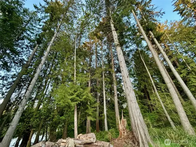 You own private forest