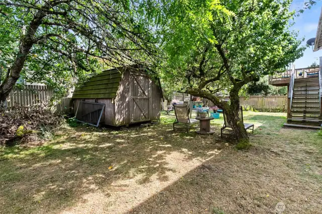 large back yard with mature fruit trees and garden shed
