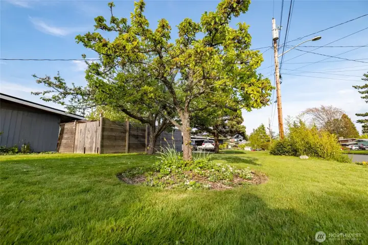 Fruit trees.