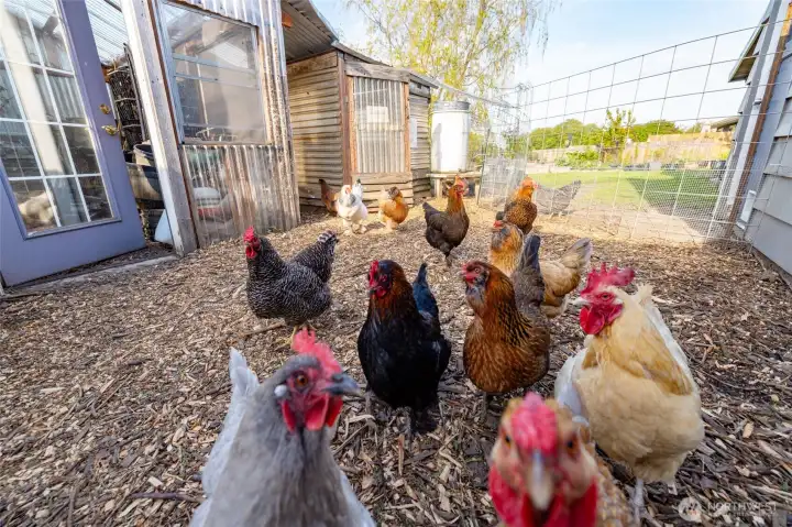 Chicken coop.