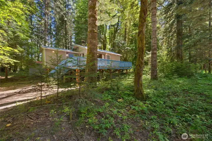 Level lot with lots of trees Level lot with lots of trees