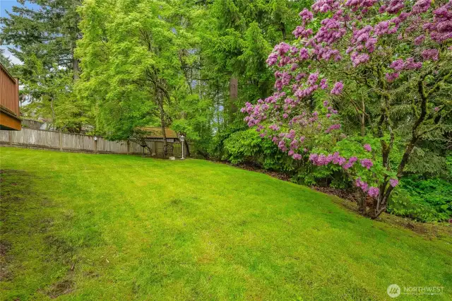 Backyard - partially fenced