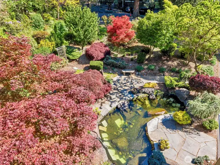 A view of the Koi pond from above.