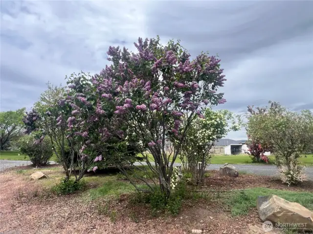 Gorgeous lilacs, snowball tree and others.