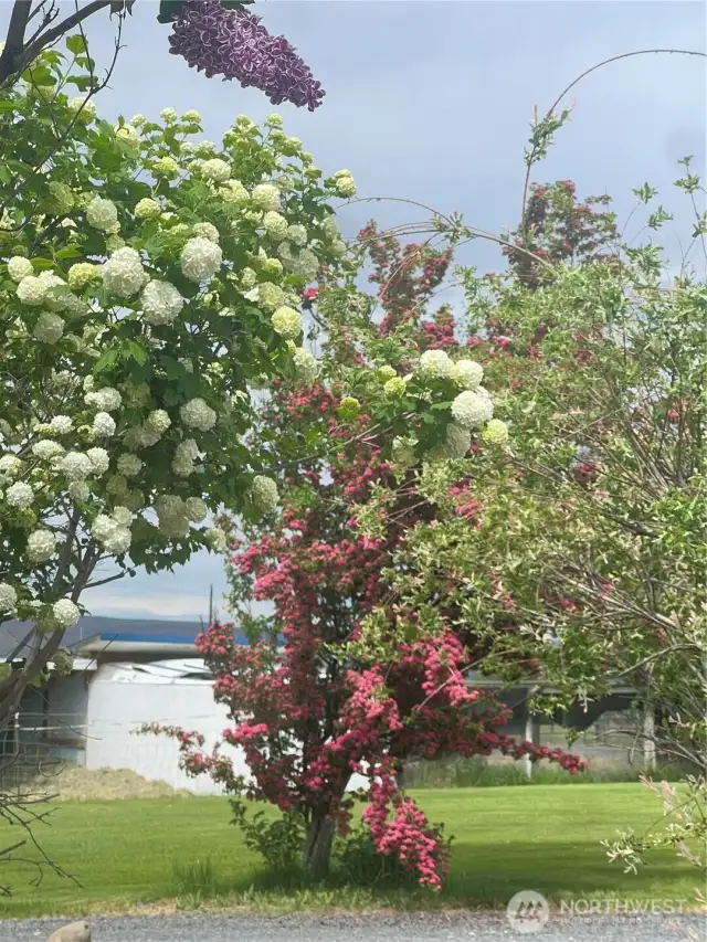 Beautiful blooming trees