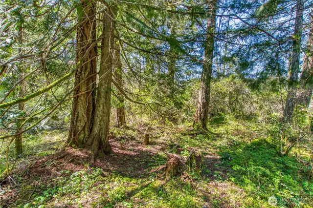 Meandering wooded path leads to a quiet wetland, where the sounds of birds fill the air.