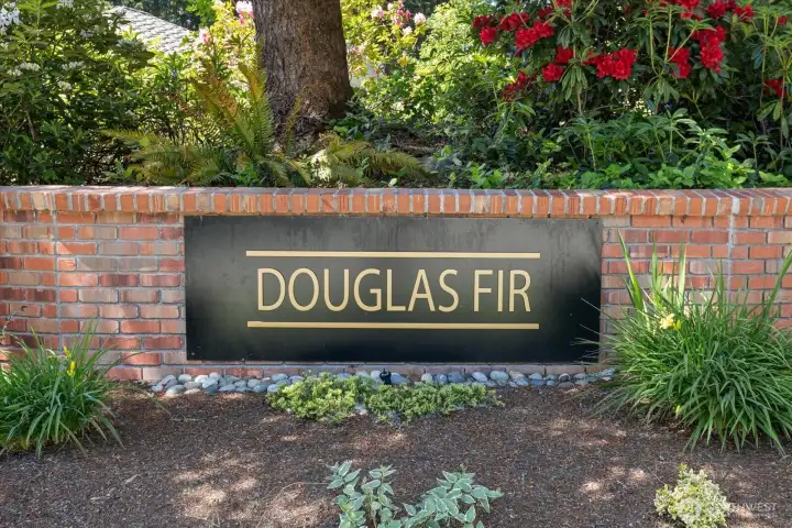 Douglass Fir in the MCCA