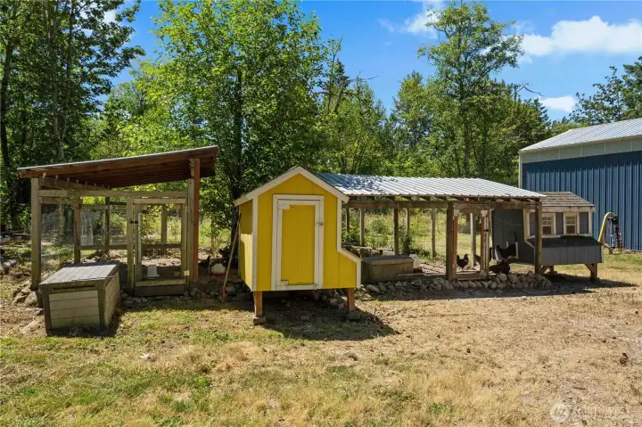 Chicken Coop with Chicken! Chicken Coop with Chicken!