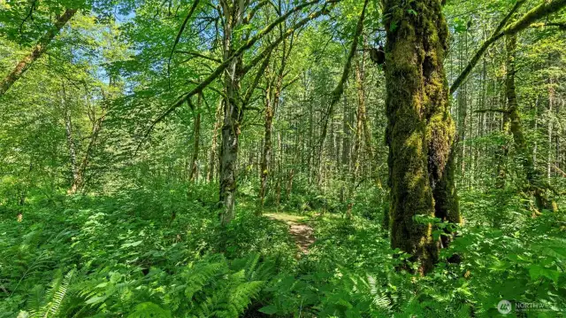 One of many trails can be seen in the middle of this photo.