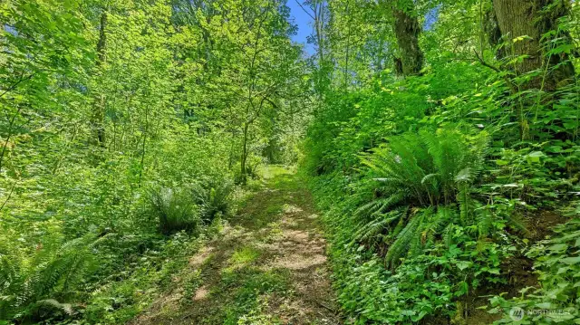 Another trail surrounded by beautiful ferns and salmonberries.