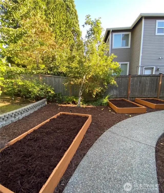 Paved Pathway through Garden Beds & Apple Tree
