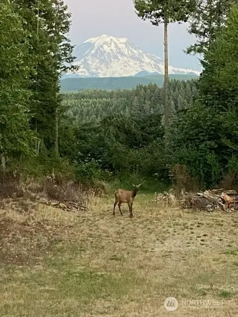 Live in an area where there is an abundance of wildlife including deer and elk.