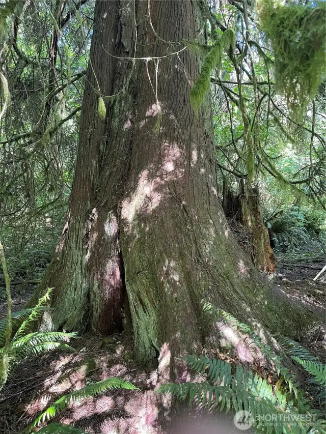 There is a grove of old growth, mostly Cedars.