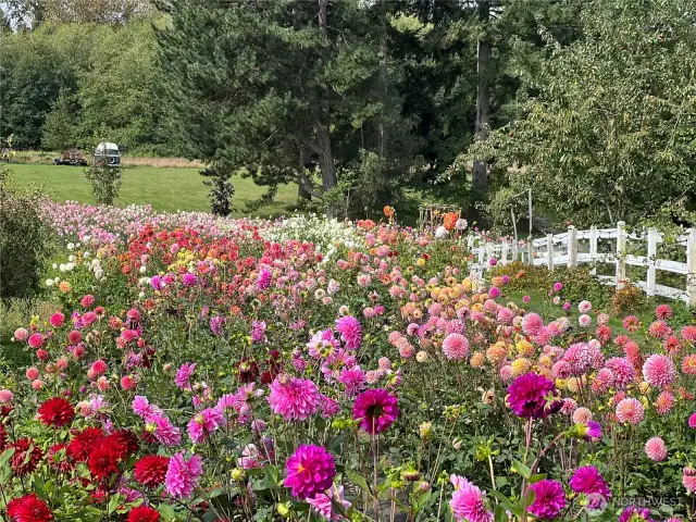 Dahlias in bloom!