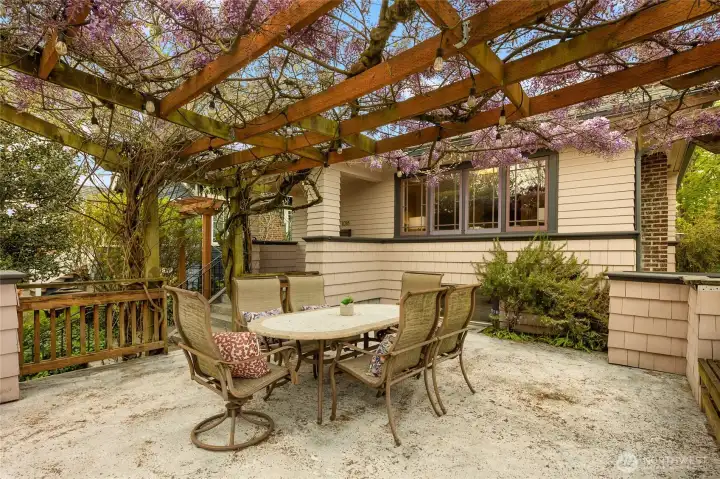 Lights are strung through the wisteria.