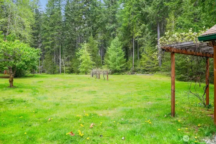open field with fruit trees and grape vines