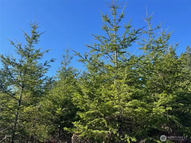 evergreen trees