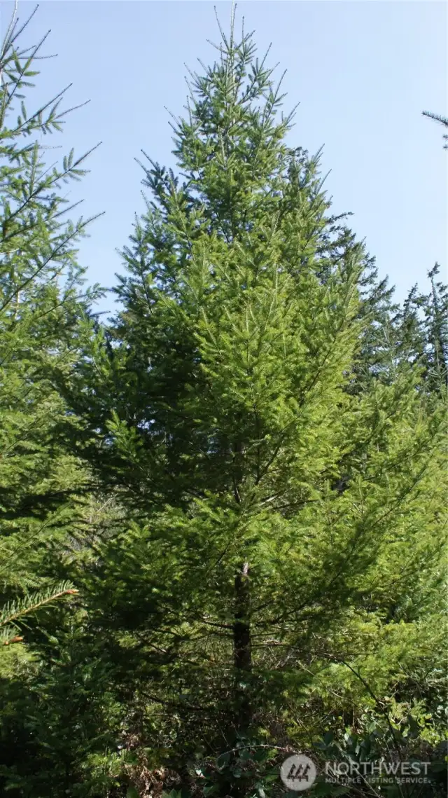 growing doug fir