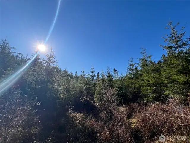 beautiful trees
