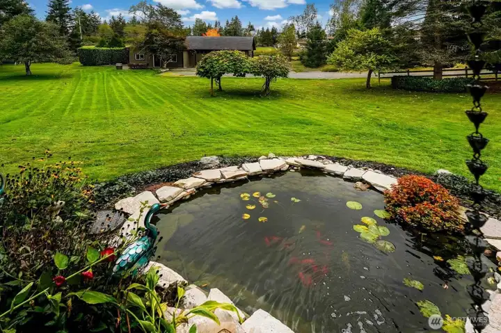 Koi pond