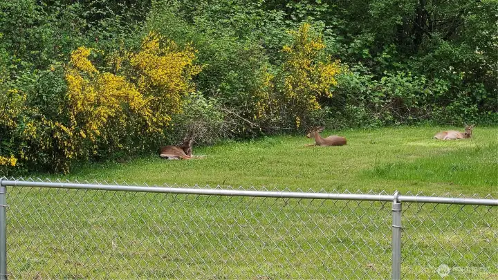 Frequent visits from Wildlife