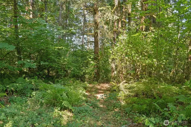 Path to explore the woods and property. Maybe some forest bathing?