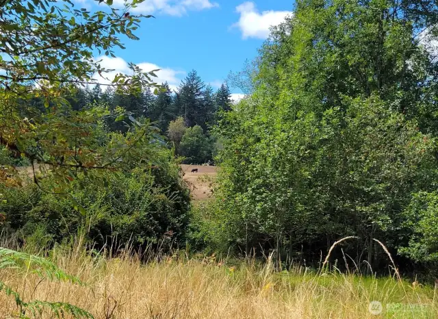 Nice open space on property.
