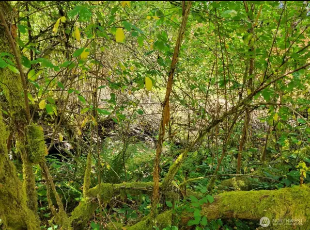 Creek on far side of property.
