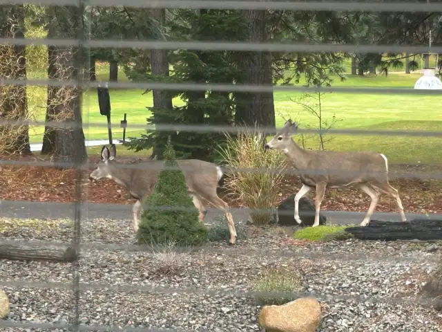 The nicest neighbors walk by the front door...