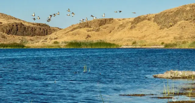 Constant Migration of Birds