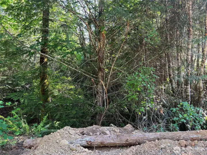 Nice forested