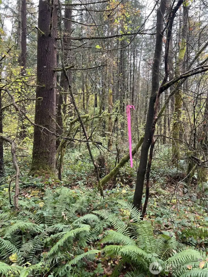 Pink flag at end of trail to back of property. Douglas-fir on the left has a 22" diameter (dbh).