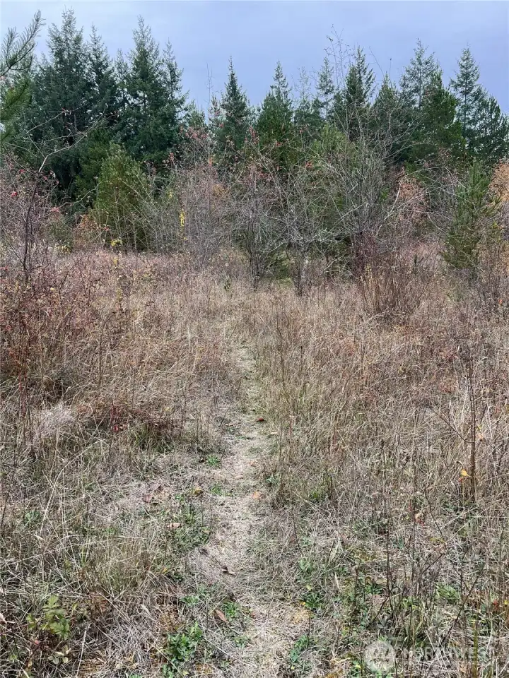 Animal trails weave throughout the property.