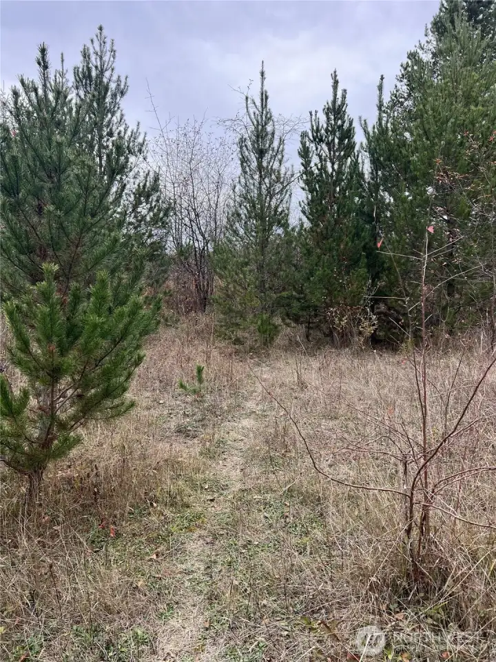 Animal trails weave throughout the property.