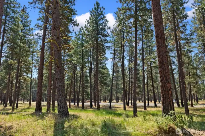 Imagine calling your own forested Cle Elum retreat home—a place of peace and privacy.
