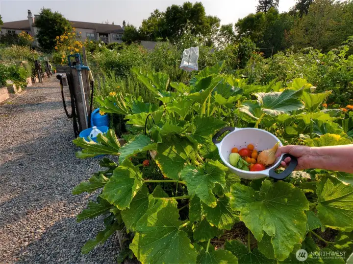 Pea Patch Garden