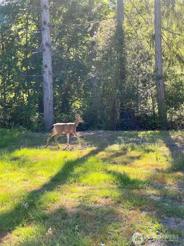 Stretch Island has an abundance of Wildlife!!
