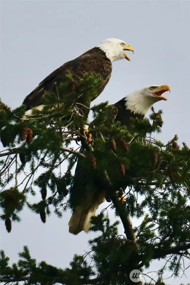 Eagles like to hang out in the trees right next to the upper deck.