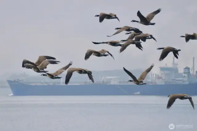 Geese flying south.