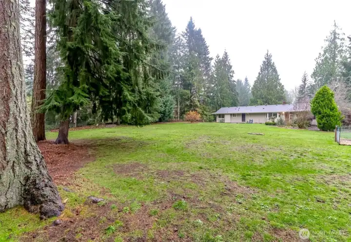 The fully fenced backyard is bordered by majestic evergreen trees.