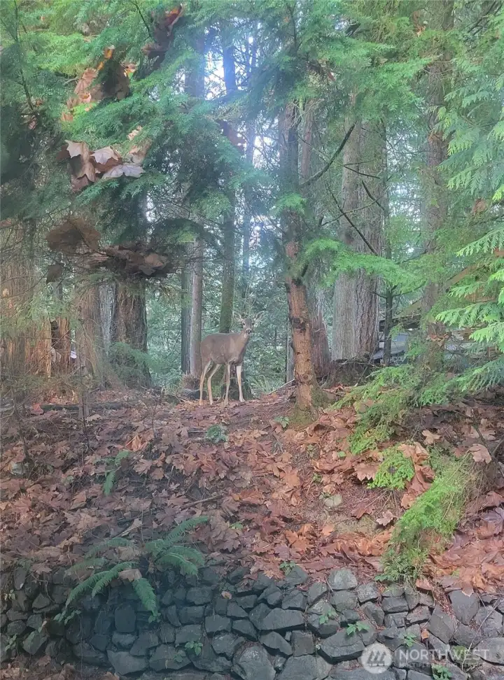 A young but regal visitor in the backyard seller caught on camera at one time.