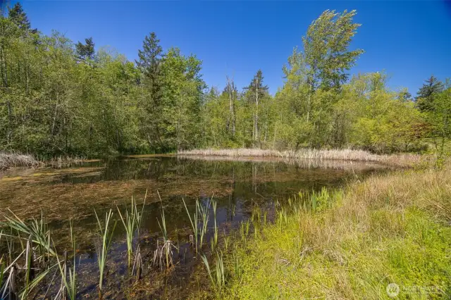 Your New Pond!