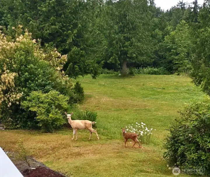 Several deer in the area