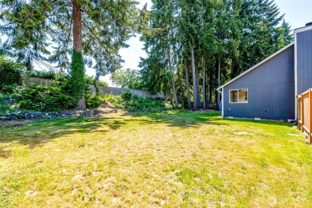 Back yard