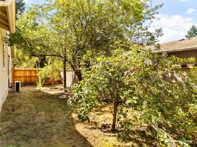 Fruit trees in the backyard!