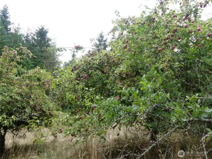 Mature fruit trees in multiple locations