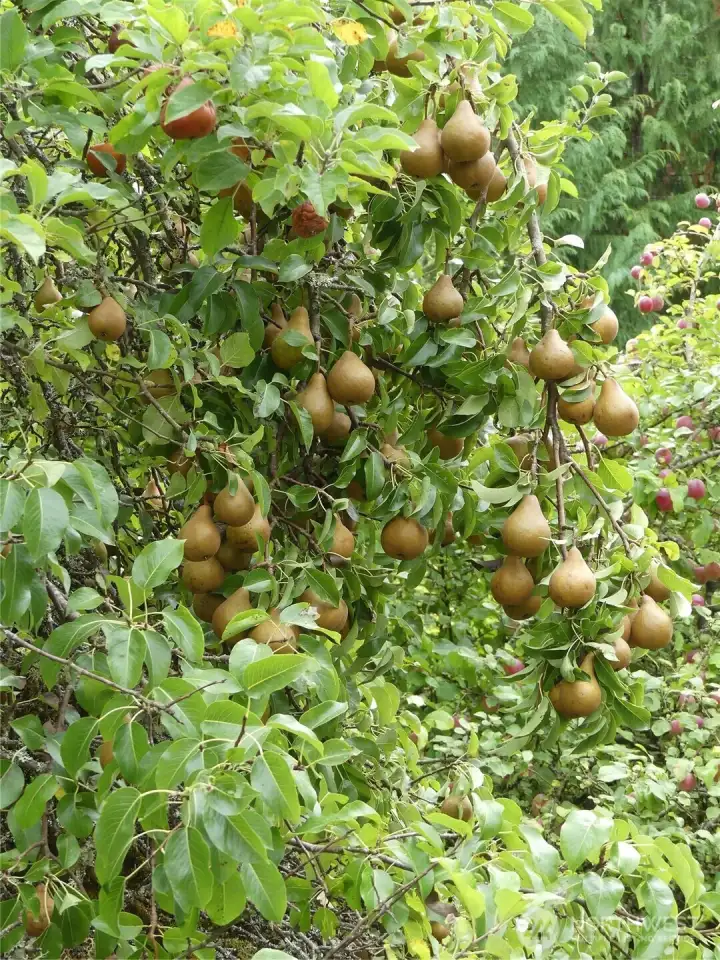 Mature fruit trees in multiple locations.