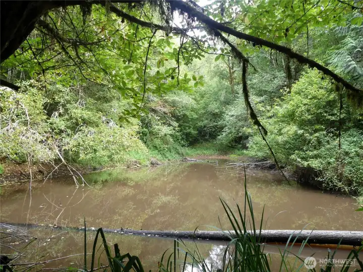 Year around pond