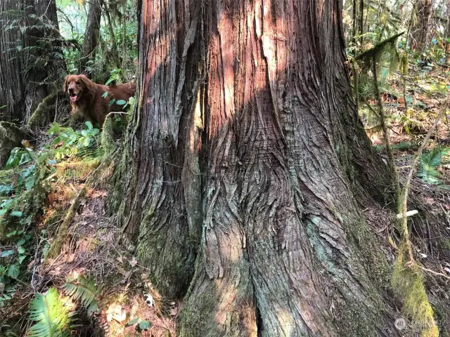 Western Red Cedars